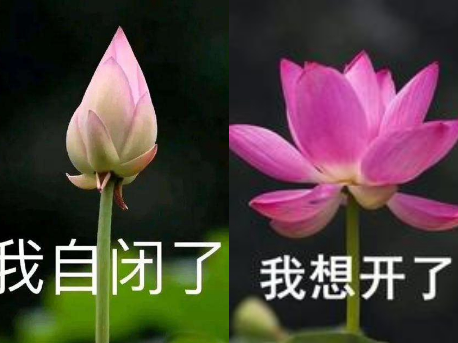 "近段时间,一批名为"我"自闭"了","我想开了"的荷花表情包刷爆了朋友